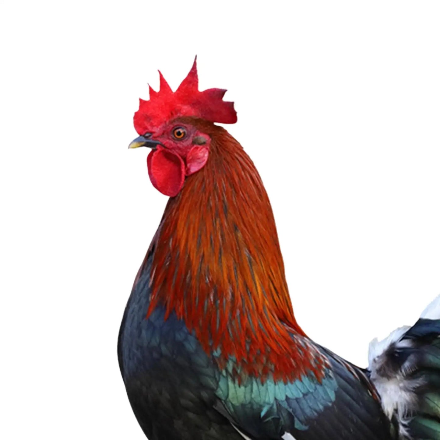 Rooster Animal Statue Stakes Sign Easter Decor Figures Chicken Sculpture Ornaments for Outdoor Courtyard Backyard Pathway Farm
