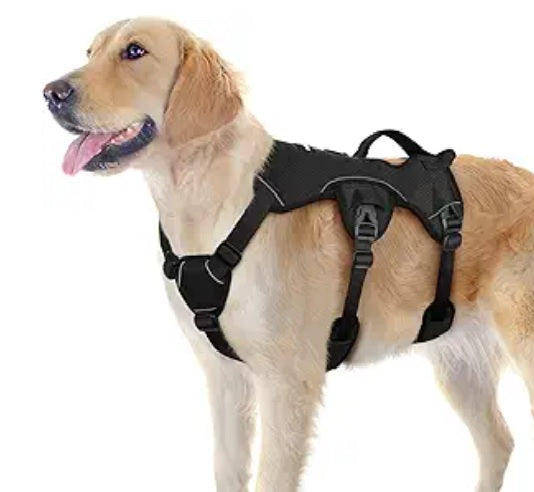 Pets need luxuries too